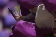 Fleur de lupin_140524
