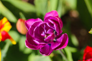 Tulipes-20