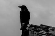 Californie_death valley_The Crow