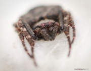 Araignee_1_140413
