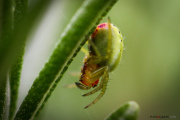 Araignee_3_140428