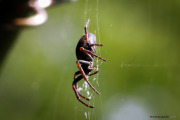 Araignee_6_140517