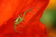 Araignee_7_140524