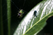 Spider_150506