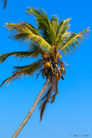 Sri Lanka_S_-1419
