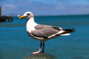 San Francisco_Goeland