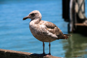 San Francisco_Jeune Goeland