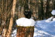 Cody_dans_la_Foret_2_150214