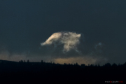 Sanglier_Loups