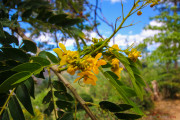 Sri Lanka_S_-1102