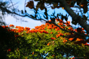 Sri Lanka_S_-1144