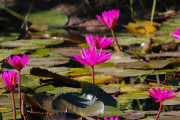 Sri Lanka_S_-1307