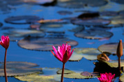 Sri Lanka_S_-1312