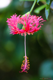 Sri Lanka_S_-1325