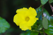 Sri Lanka_S_-1326
