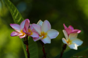 Sri Lanka_S_-1327