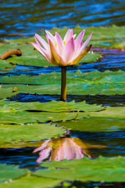 Sri Lanka_S_-1367