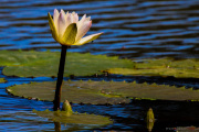 Sri Lanka_S_-1368