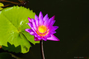 Sri Lanka_S_-483