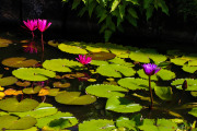Sri Lanka_S_-490