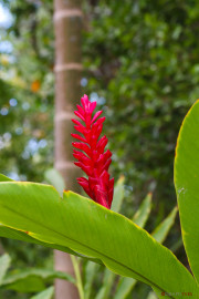 Sri Lanka_S_-540