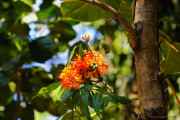 Sri Lanka_S_-731
