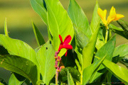 Sri Lanka_S_-755