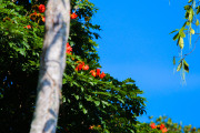 Sri Lanka_S_-761