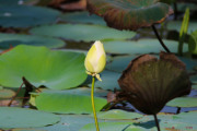 Sri Lanka_S_-89