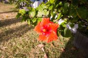 Maurice_s_-1154