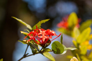 Maurice_s_-125
