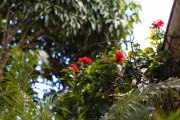 Maurice_s_-424