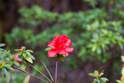 Maurice_s_-425