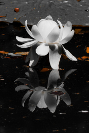 Maurice_s_-85