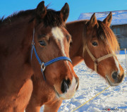 Chevaux_131208