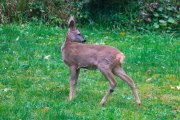 Jeunes Chevreuils-2
