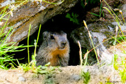 Marmotte_1