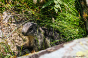 Marmotte_2