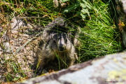 Marmotte_3