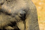 Sri Lanka_S_-1261