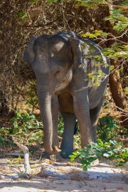 Sri Lanka_S_-1277