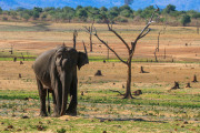 Sri Lanka_S_-1279