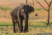 Sri Lanka_S_-1280
