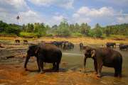 Sri Lanka_S_-783