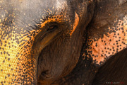 Sri Lanka_S_-784