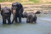 Sri Lanka_S_-786