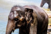 Sri Lanka_S_-787