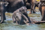 Sri Lanka_S_-791