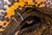 Sri Lanka_S_-804