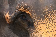 Sri Lanka_S_-815